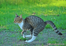 猫咪撒娇最好方法 如何安抚猫咪让猫咪亲近