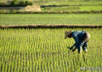 为什么很多人去非洲种地 非洲人不喜欢种植粮食吗