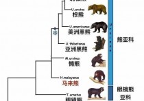 熊猫是世界最受欢迎的动物吗 熊猫为什么被视为国宝级的要素