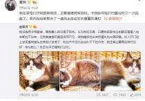 二次元猫狗宠物 二次元可爱的宠物