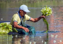 海菜花又称水性杨花吗 海石竹花图片大全