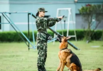 神犬奇兵三只军犬死因 神犬奇兵功勋犬死亡