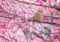 今日惊蛰万物复苏守望春暖花开 惊蛰春雷一响惊动万物