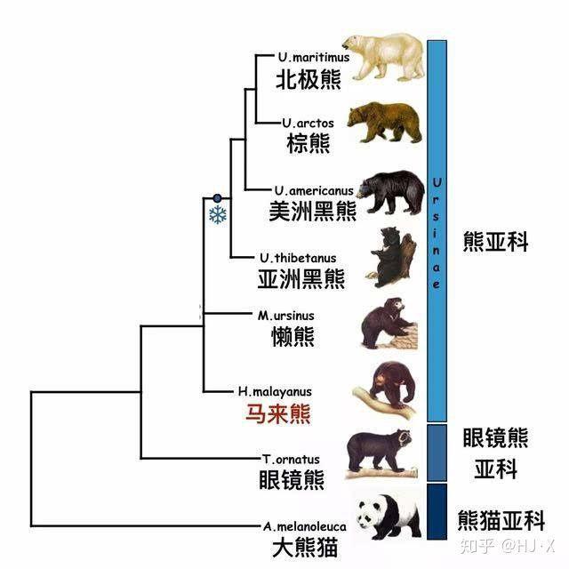 3、重要，体型大、速度与力量都属顶级