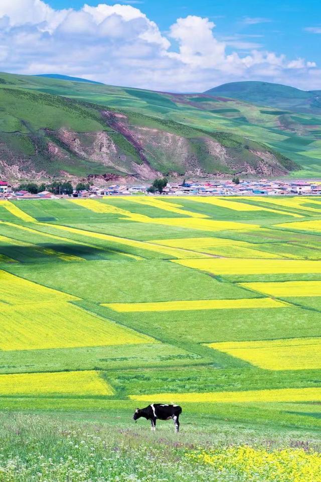 想去茫崖过夏天