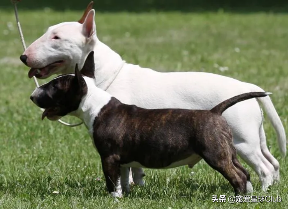 犬 种 历 史