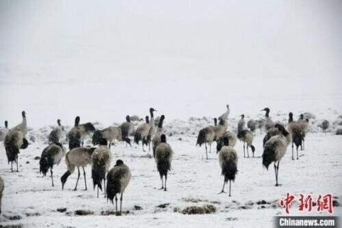 图为4月5日，雪中的黑颈鹤。吴太平 摄