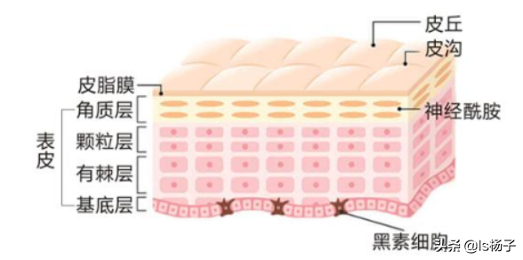 皮肤是人体最外层的保护屏障，