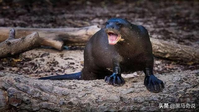 巨型雄性水獭