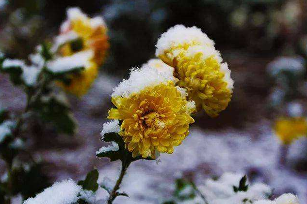 大雪冻不死，秋风吹不开。